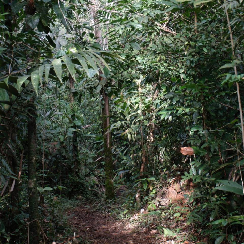 Skov i Costa Rica