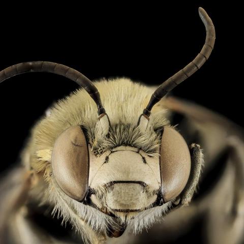 Bier og biodiversitet