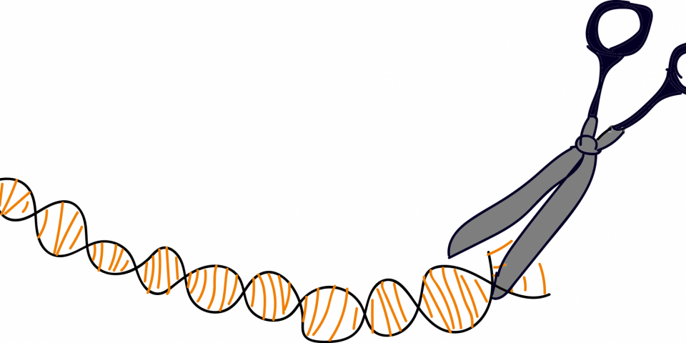 CRISPR saks